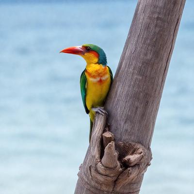 The primary subject of the image is a colorful bird perched on a tree branch. The bird is positioned near the top of the branch, and its vibrant colors make it stand out against the natural backdrop of the tree and the surrounding environment. The visual style of the image is a photo, capturing the bird in its natural habitat. The colors and mood of the image are lively and cheerful, with the bird's vibrant colors and the overall atmosphere of the scene contributing to a sense of joy and freedom.